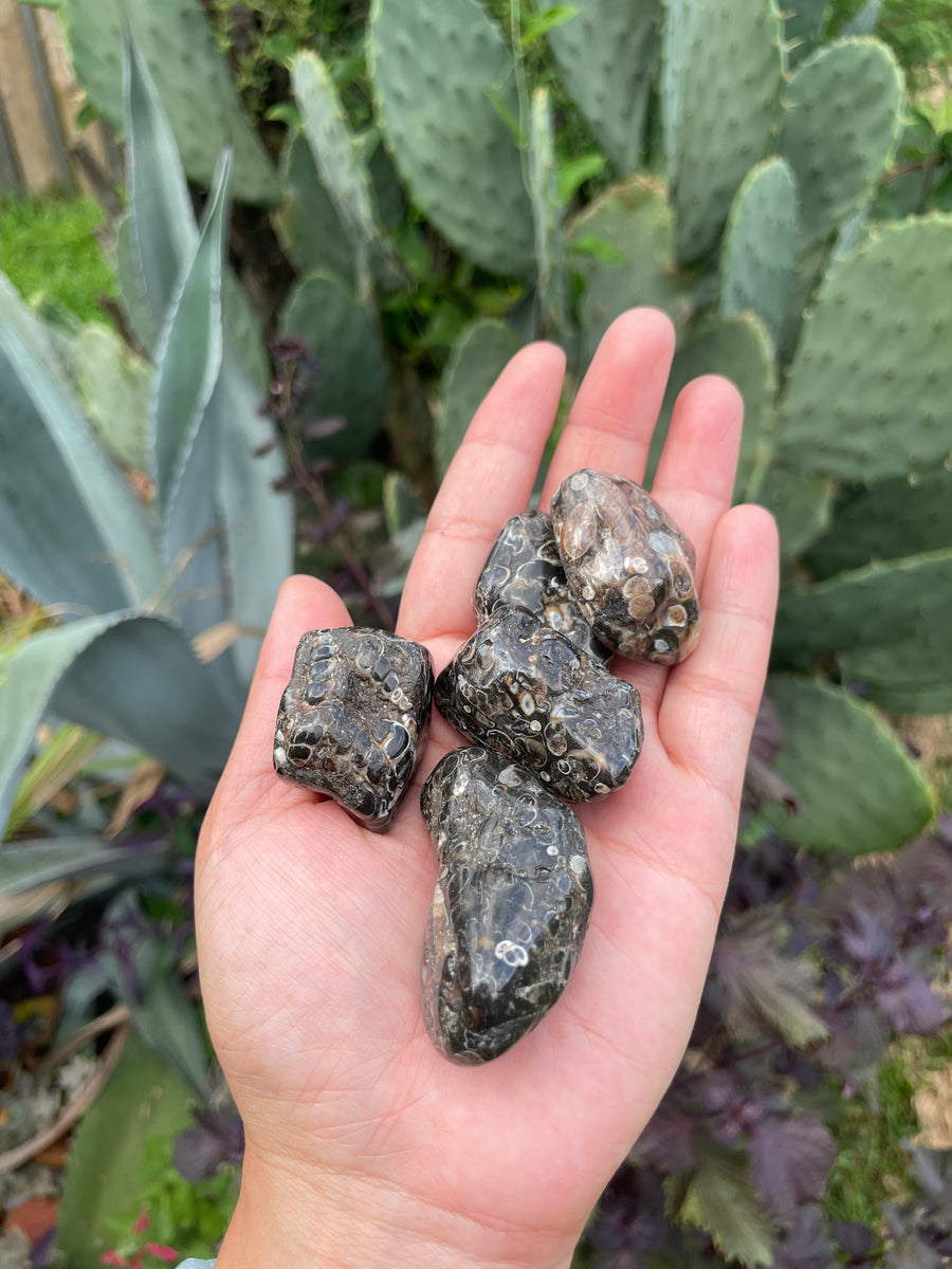 Turritella Agate tumble