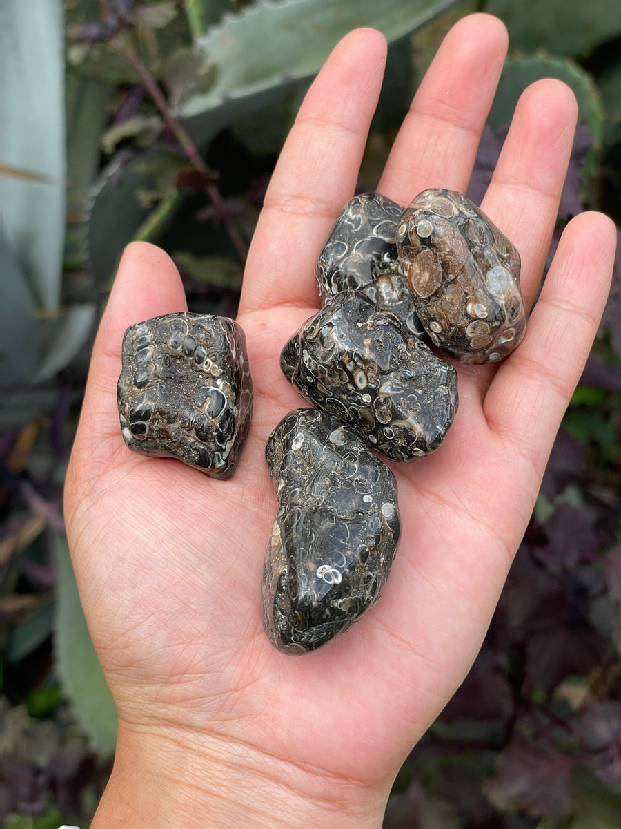 Turritella Agate tumble