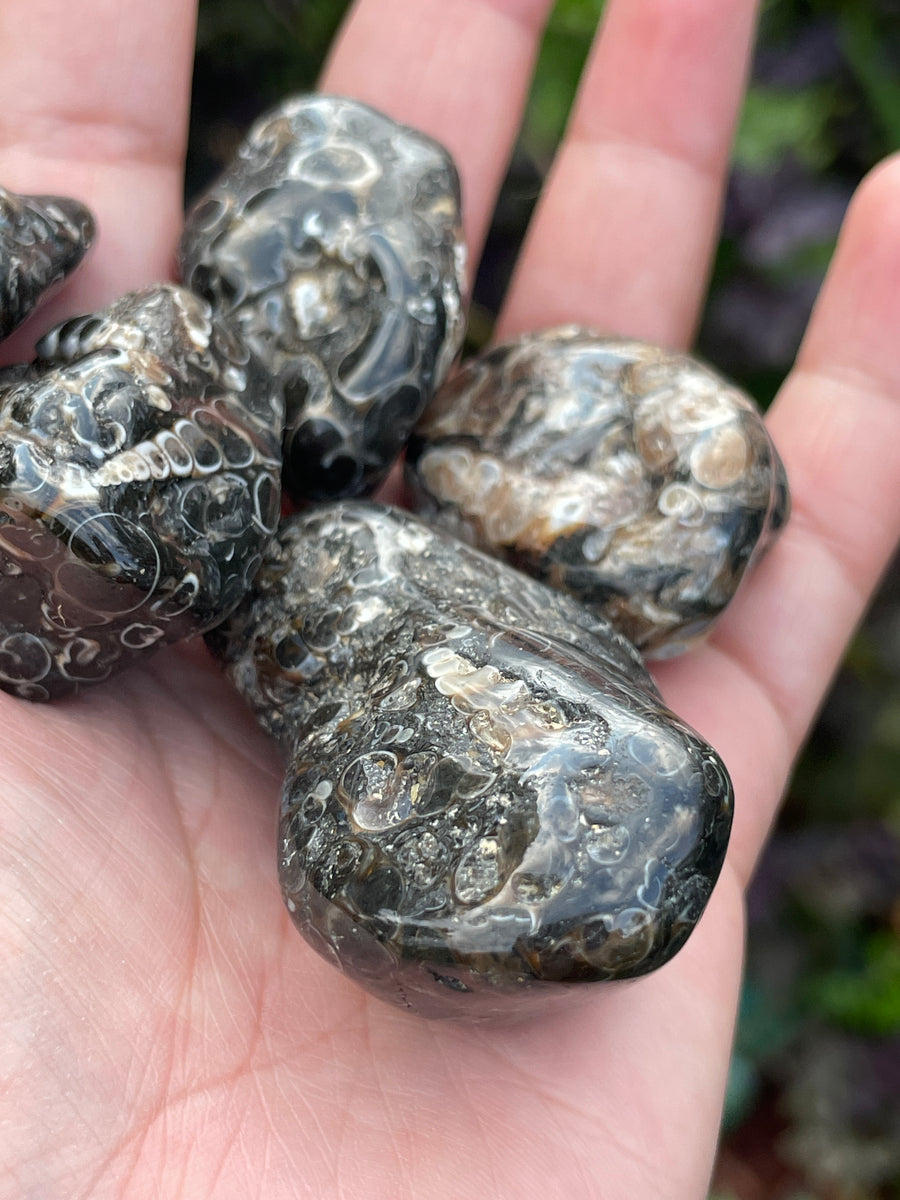 Turritella Agate tumble