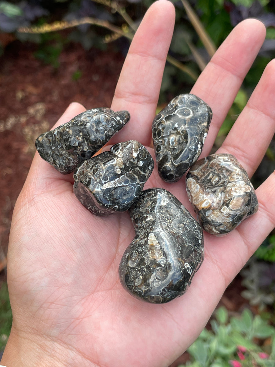 Turritella Agate tumble