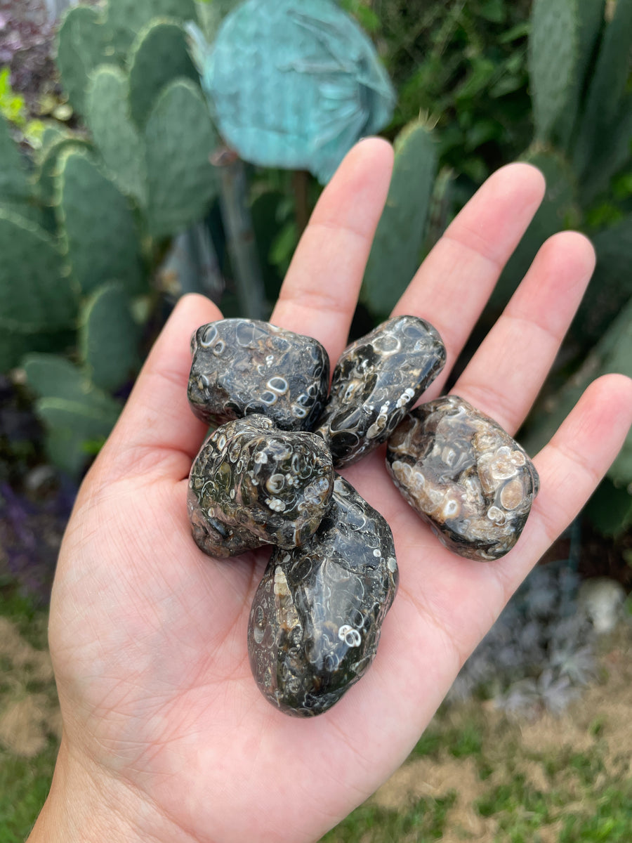 Turritella Agate tumble