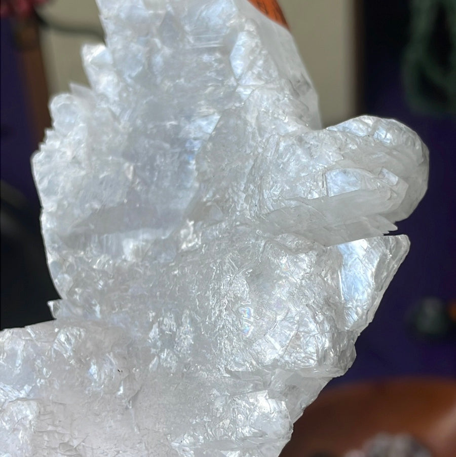 Rare Fishtail Selenite Specimen