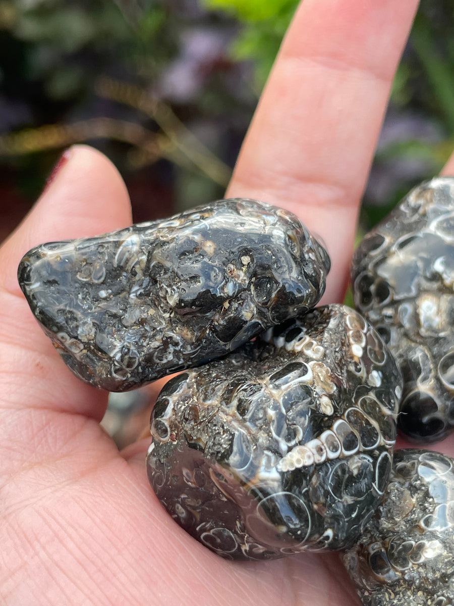 Turritella Agate tumble