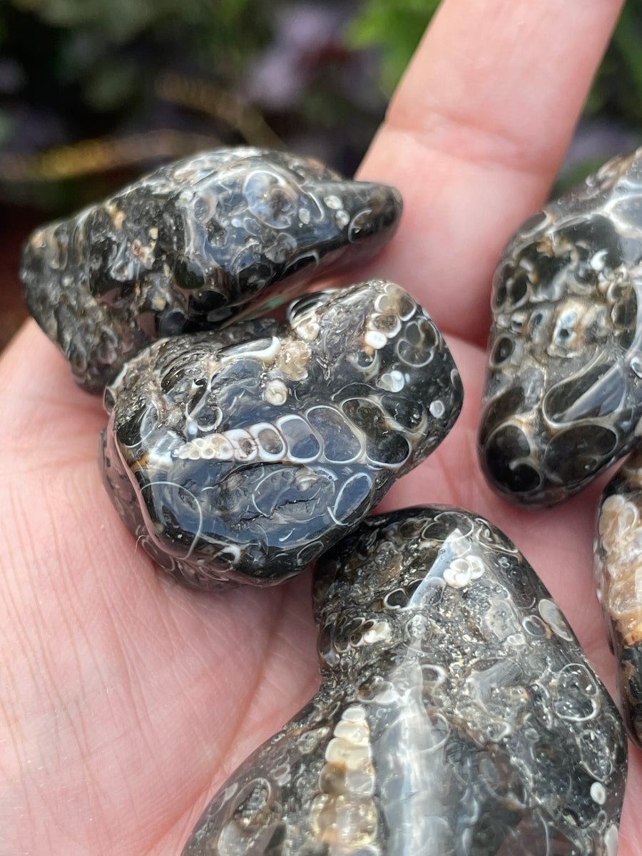 Turritella Agate tumble