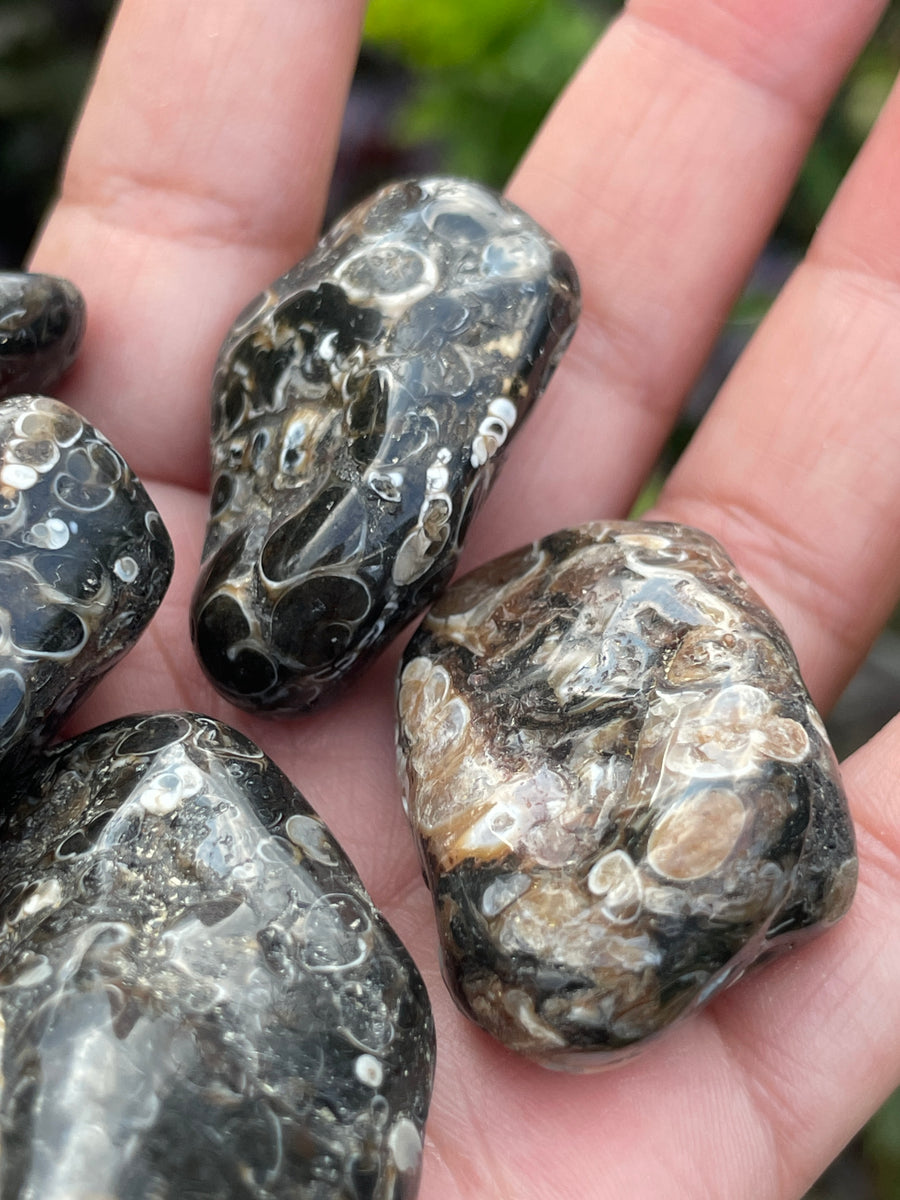 Turritella Agate tumble